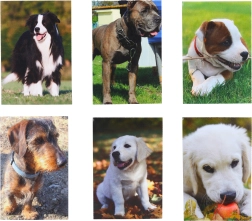 Mały notatnik Pies 40 arkuszy