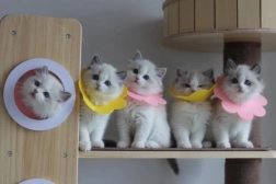 Miękki pooperacyjny kołnierz ochronny dla zwierząt – różowy, rozmiar L