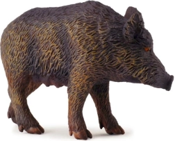 Dzik – locha COLLECTA