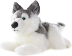 Pluszowy husky 34 cm
