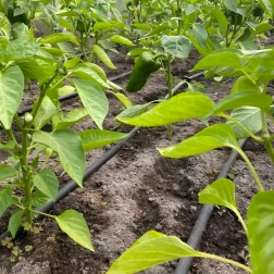 Taśma kroplująca 16 mm, rozstaw 33 cm, 100 m