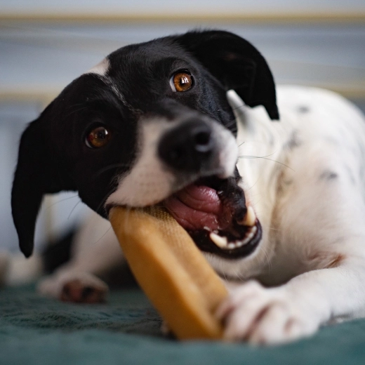 Naturalna, twarda i długotrwała zabawa w żucie