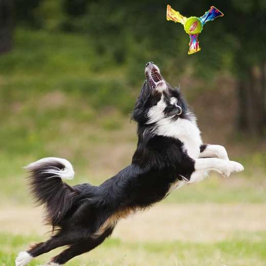 Zabawa na zewnątrz i aportowanie