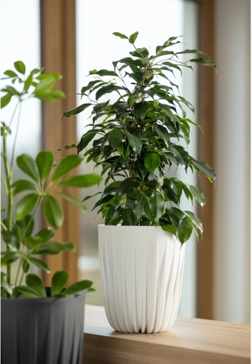 Idealna do mieszkania, na balkon i taras