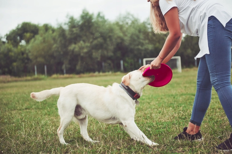 Wysoka widoczność w parku i w powietrzu