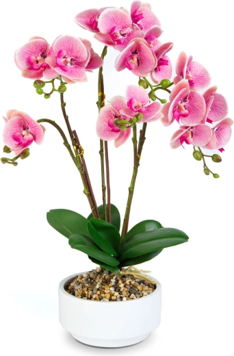 Realistyczny wygląd orchidei