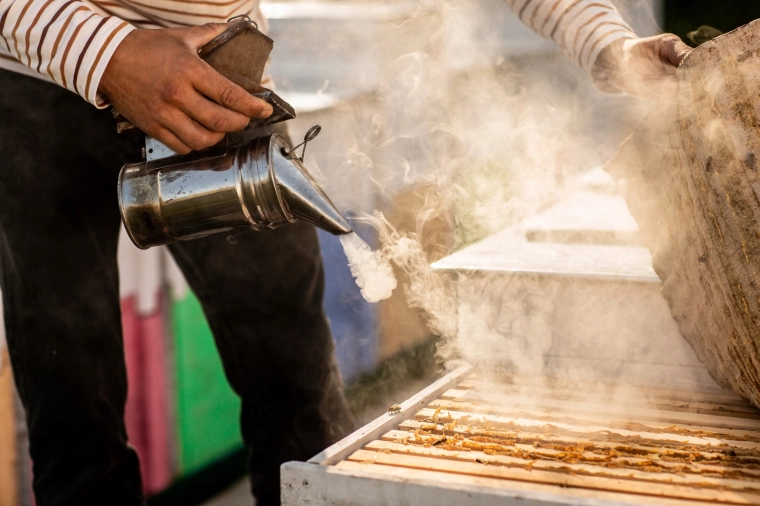 Precyzyjne uspokajanie pszczół podczas przeglądu ula