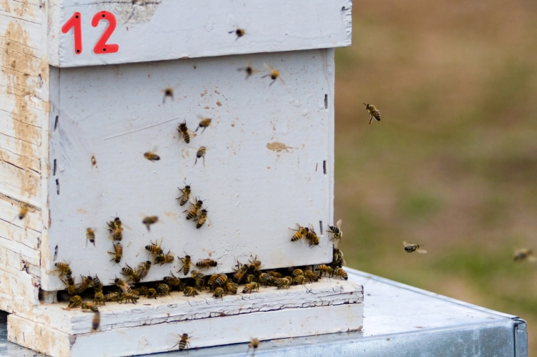 Wyraźna widoczność w pasiece