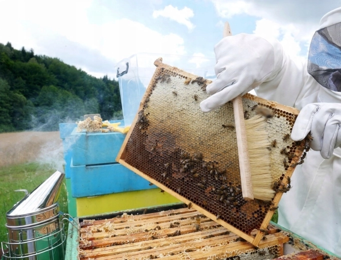 Delikatne zmiatanie pszczół bez stresu