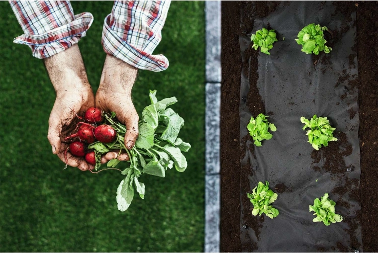 Czyste grządki i zdrowe sadzonki