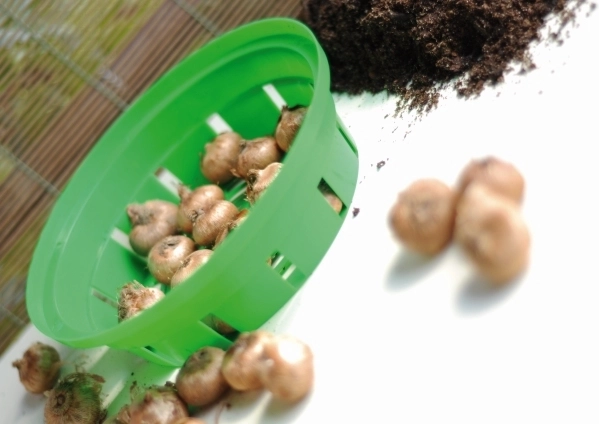 Ochrona przed szkodnikami i porządek na rabacie