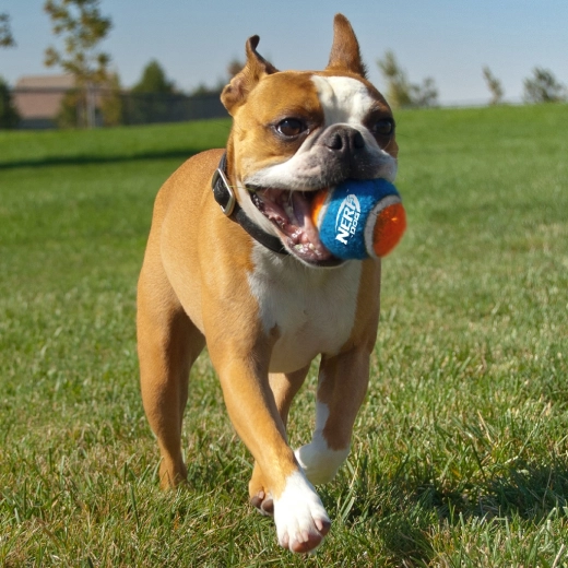 Wysoka wytrzymałość i świetny odskok