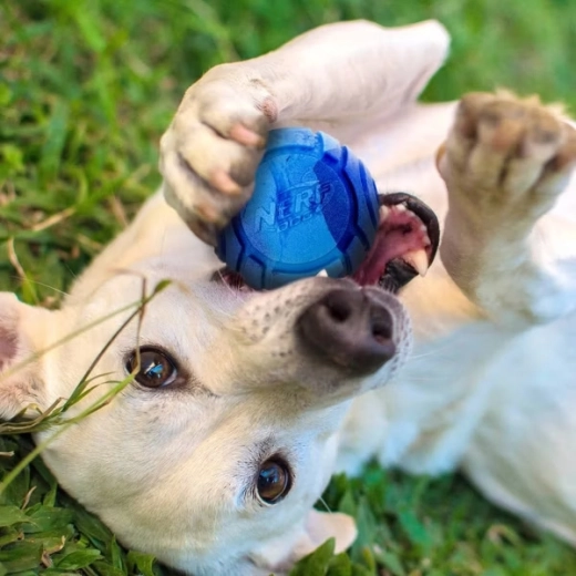 Zapach, który zachęca do zabawy