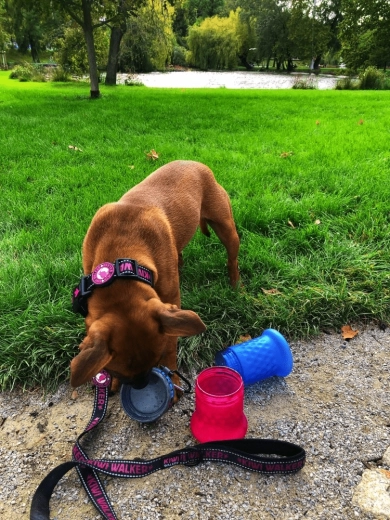 Miska podróżna w mgnieniu oka