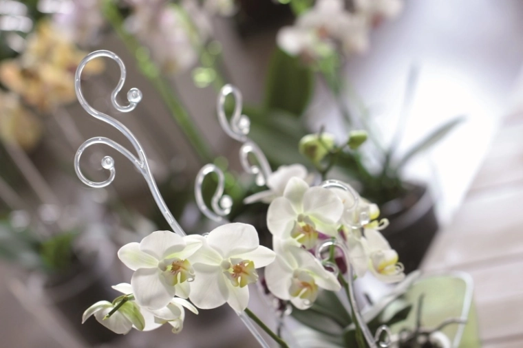 Pewne podparcie storczyków