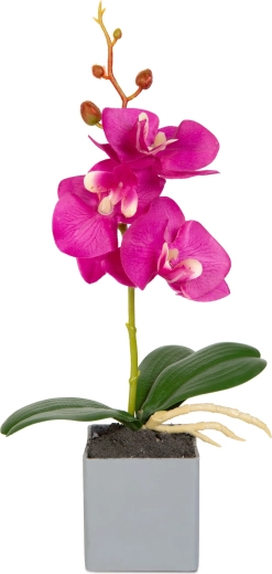 Realistyczny wygląd orchidei