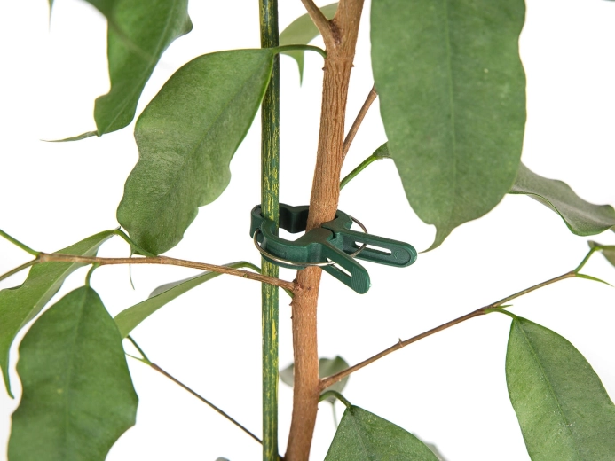 Szybkie i delikatne uchwycenie łodyg