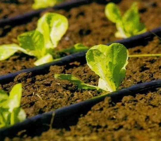 Celowane nawadnianie kroplowe dla zdrowego wzrostu