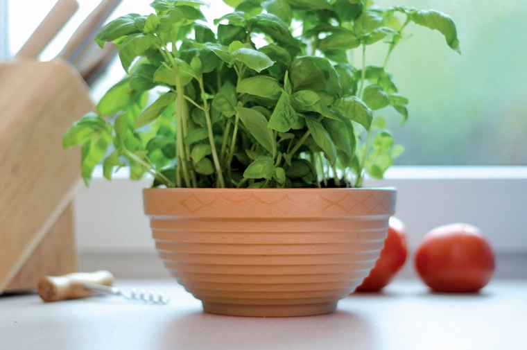 Szeroka misa do obfitych nasadzeń