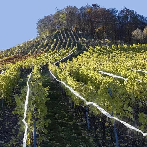 Ochrona plonów i otoczenia