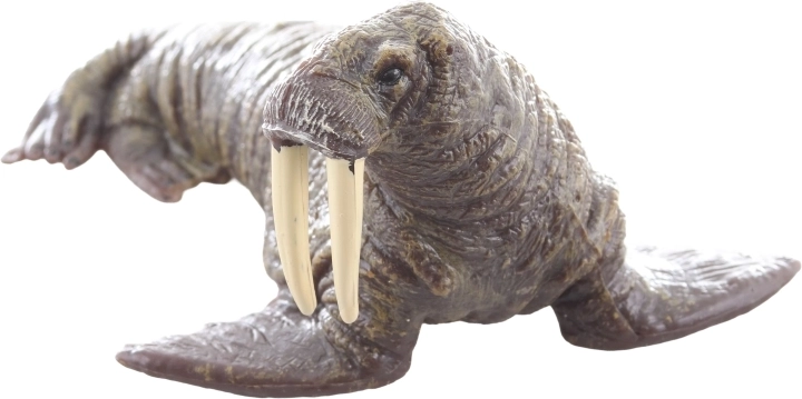 Idealna do nauki i kolekcjonowania