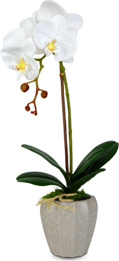 Wiarygodny wygląd orchidei