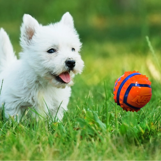 Wysoka widoczność podczas zabawy na zewnątrz