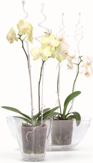 Idealna do uprawy storczyków