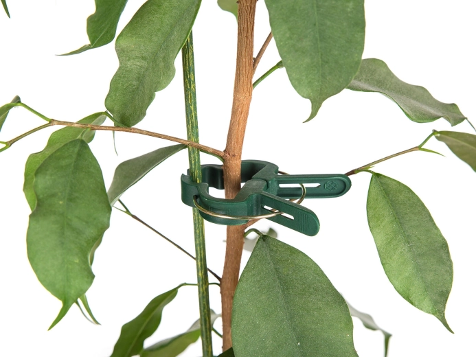 Mocne i delikatne mocowanie łodyg