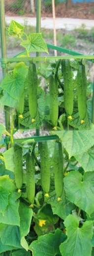 Idealna dla roślin pnących