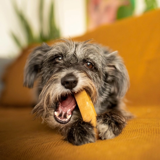 Idealny rozmiar dla małych i średnich psów