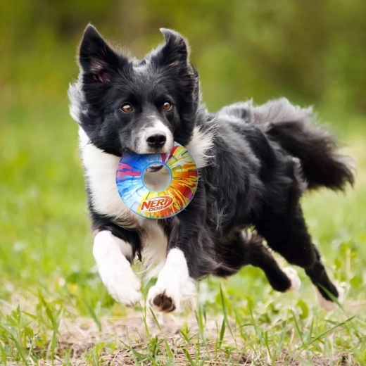 Piszczałka zwiększająca motywację do zabawy