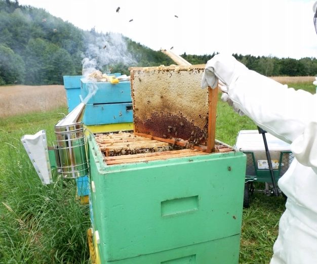 Idealny pomocnik podczas miodobrania