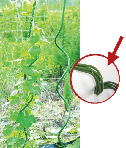 Naturalne prowadzenie wzrostu dzięki spirali