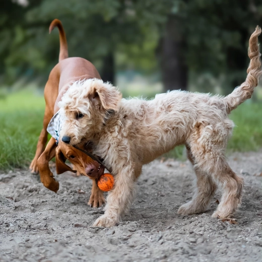 Lina do rzucania i przeciągania