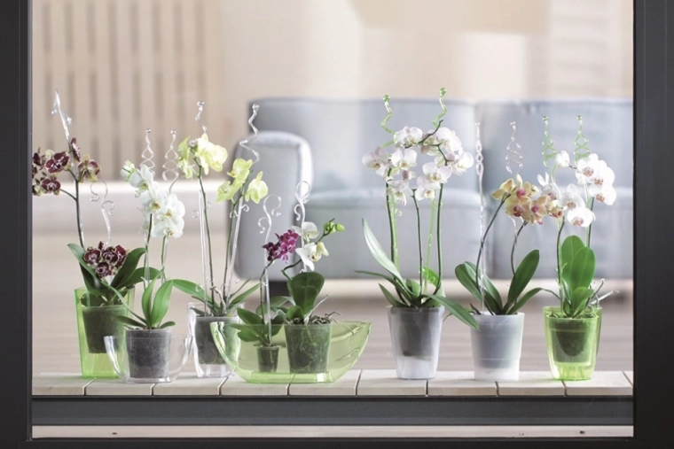 Odpowiednia do uprawy w pomieszczeniach