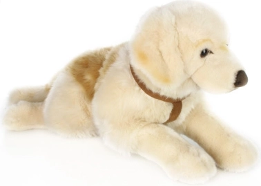 Puchaty retriever 70 cm
