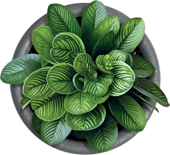 Idealna do roślin domowych i ogrodowych