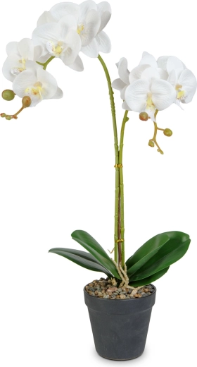 Realistyczna elegancja orchidei