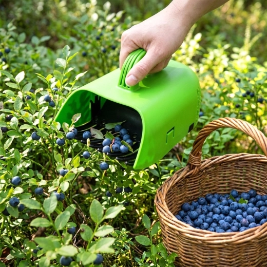 Czyste jagody bez liści i ogonków