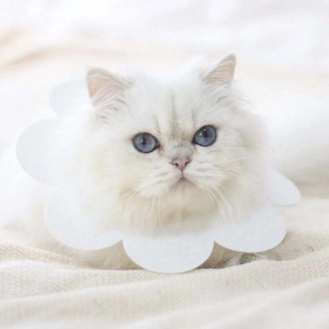 Miękki kołnierz ochronny dla zwierząt - biały, rozmiar L