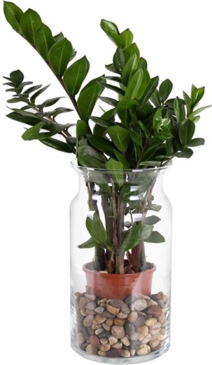 Szklany wazon Bose 15,5 × 29,5 cm