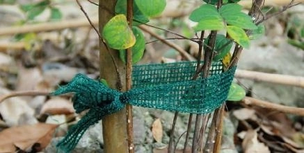 Zestaw 3 taśm do podwiązywania roślin, długość 3 m