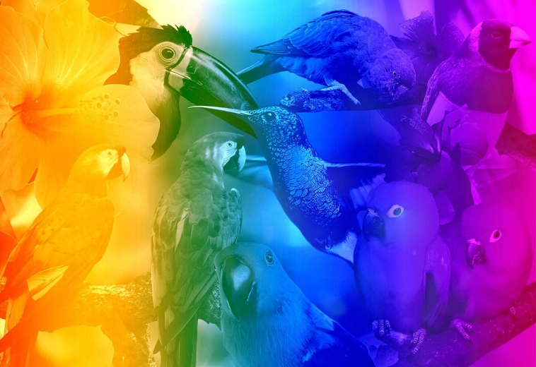 Drewniane puzzle 3D Ptaki z gradientem M - 200 elementów