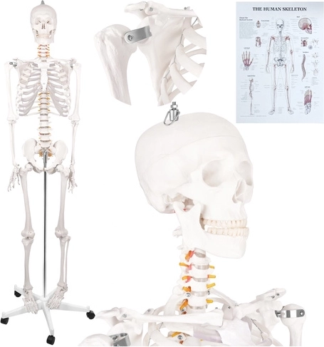 Anatomiczny szkielet człowieka Glimz 170 cm