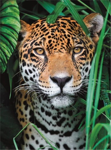 Puzzle 500 kawałków Wysoka jakość, Jaguar w dżungli