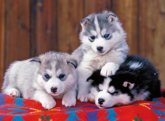 Puzzle Szczenięta Husky od Ravensburger
