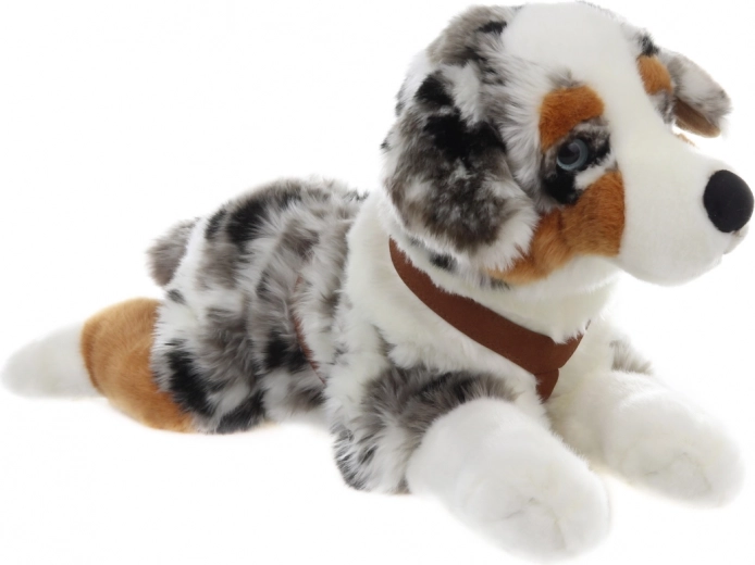 Realistyczny wygląd owczarka australijskiego