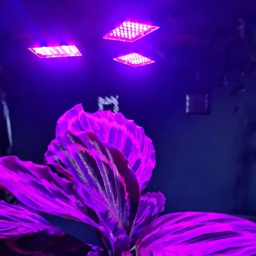 Dwukanałowe spektrum LED do wzrostu i kwitnienia