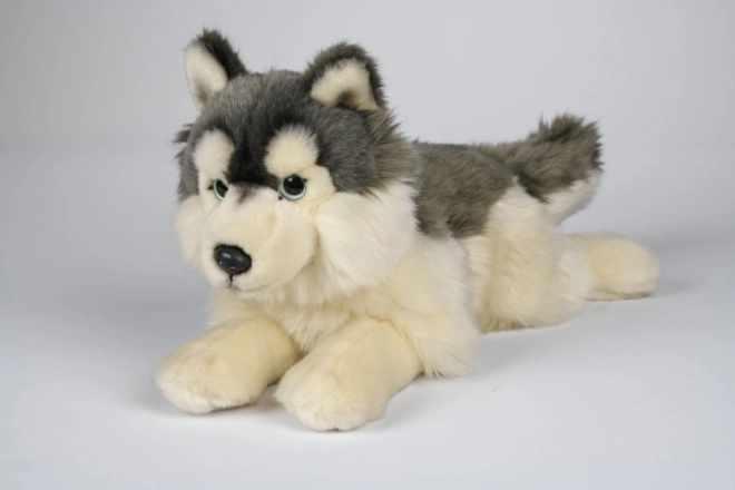Pluszowy husky